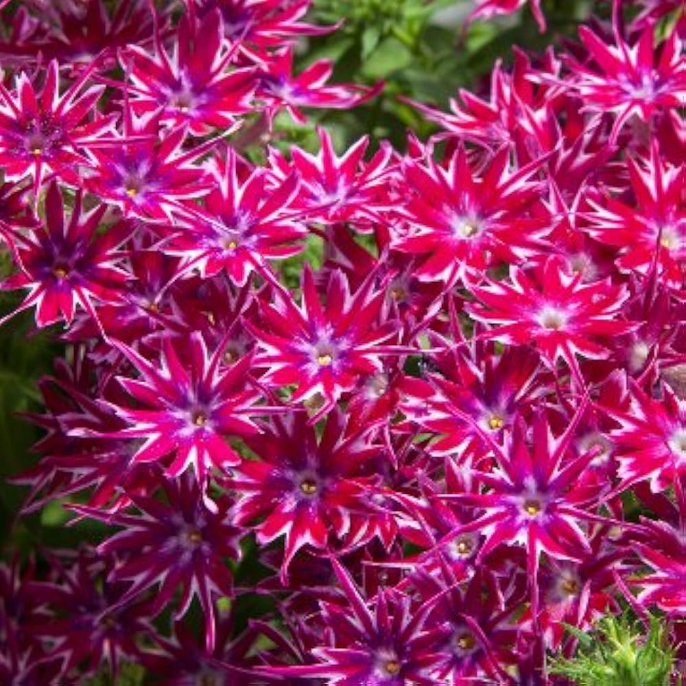 Hot (Pepper ‘Tobago Seasoning’) for planting in garden